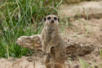 Cute and funny meerkat looking around on guard on sentry duty