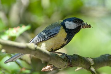 Obraz premium Great tit (Parus major) is standing on a branch. He carries the bee to the young. Czechia. 