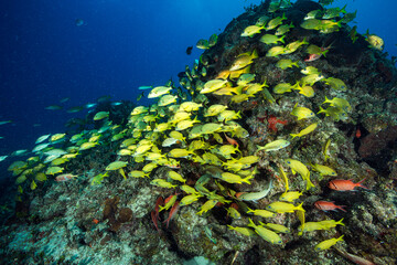 Fototapeta na wymiar Marine life in open ocean and reef