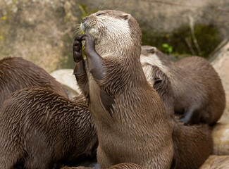 Asian short clawed otters playing together