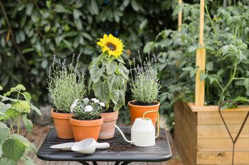Blooming sunflower, lavender in pot in garden
