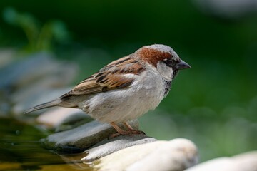 House sparrow, male on rocks by the water. Czechia.