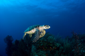 Naklejka na ściany i meble Marine life in open ocean and reef