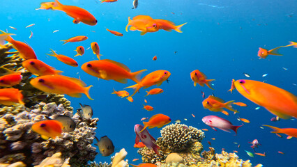 Obraz na płótnie Canvas Underwater Tropical Corals Reef with colorful sea fish. Marine life sea world. Tropical colourful underwater seascape.