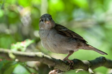 Young sparrow standing on a branch. Czech Republic.