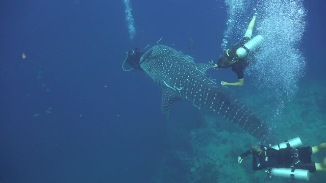 Whale shark (Rhincodon typus) approaches a diver, who gently guides its head to avoid a collision. The shark then swims away and heads toward a female diver nearby.