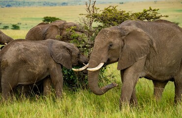 Fototapeta premium A herd of african elephants eating the branches of an acacia tree on the Maasai Mara savannah in Kenya