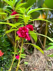 red and yellow flowers