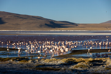 Lagoon route sight: Flamingos in the colorful Laguna Colorada in the remote Fauna Andina Eduardo...