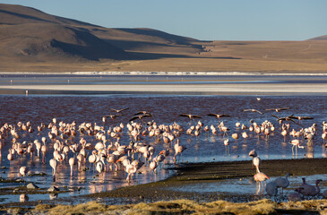Lagoon route sight: Flamingos in the colorful Laguna Colorada in the remote Fauna Andina Eduardo Avaroa National Reserve in the Bolivian Altiplano; Traveling South America