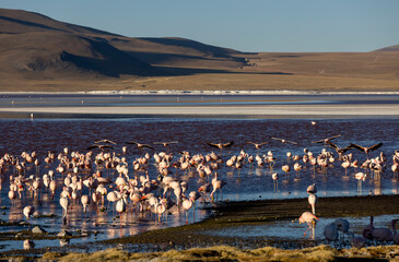 Lagoon route sight: Flamingos in the colorful Laguna Colorada in the remote Fauna Andina Eduardo Avaroa National Reserve in the Bolivian Altiplano; Traveling South America