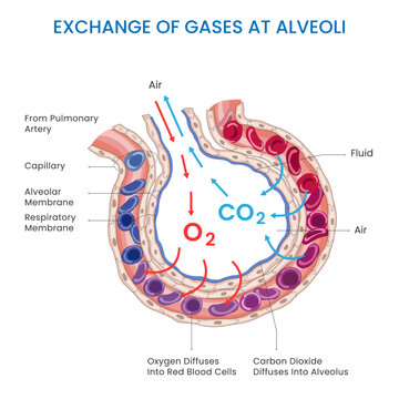 The exchange of gases at the alveoli involves oxygen entering the bloodstream while carbon dioxide is removed, enabling efficient respiration and oxygenation of the body's tissues.