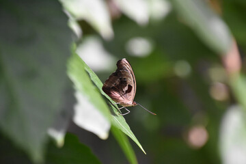 Tan Moth With Wings Folded in a Garden