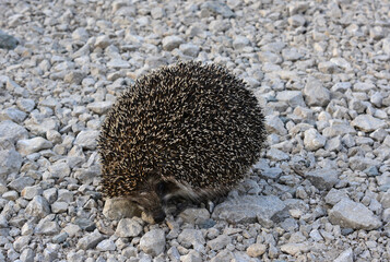 swirling hedgehog on the ground isolated in dusk close up   © Irina