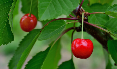 red cherry hanging on the twig with green leaves isolated macro 