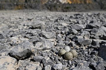 Gelege des Flussregenpfeifers in einem Steinbruch // Clutch of the Little Ringed Plover in a quarry  (Charadrius dubius) © bennytrapp