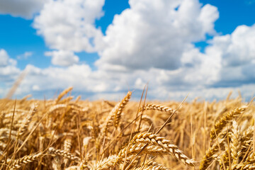 Shallow focus of a field of wheat seen in the UK on an arable farm. Soon will be ready for harvesting.