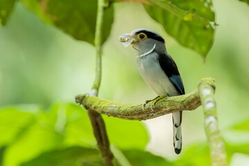 Silver breasted Broadbill food at mouth