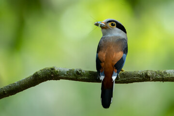 Fototapeta premium Silver-breasted Broadbill food at mouth