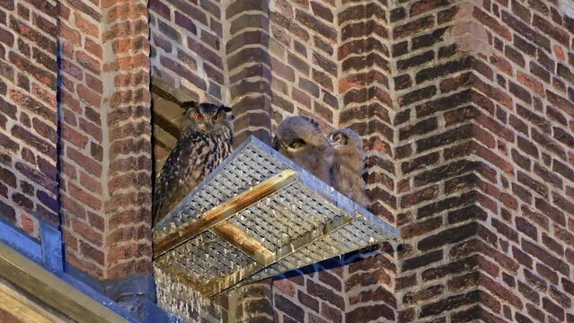 Eurasian eagle-owl (Bubo bubo), fledgling
with mother on a roof of a church Heinsberg, North Rhine-Westphalia, Germany