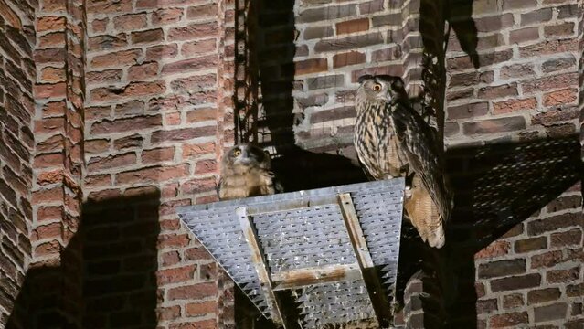 Eurasian eagle-owl (Bubo bubo), fledgling
with mother on a roof of a church Heinsberg, North Rhine-Westphalia, Germany
