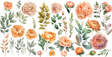 Set of peonies flower yellow orange color Watercolor, spring collection of hand drawn flowers , Botanical plant illustration , elegant watercolor ,transparent background, PNG.