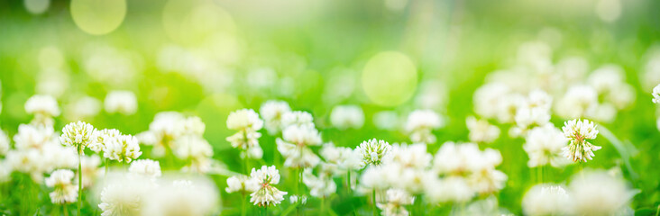 Flowering clover in meadow