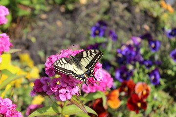 A big beautiful butterfly on a flower. Russia.