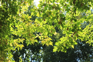 Green and yellow leaves illuminated by the sun. Moscow. Russia.