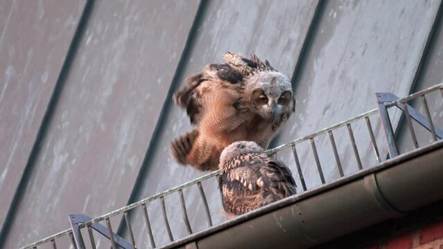 Eurasian eagle-owl (Bubo bubo), two fledglings on a roof of a church Heinsberg, North Rhine-Westphalia, Germany