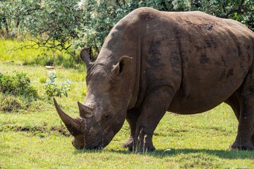 Rhino Rhinoceros in a Sanctuary Near Lemek, Kenya
