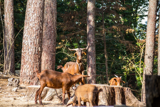 cabras no pinhal