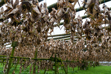 Haddock and Cod fish drying racks in Hafnarfjordur Iceland, Fish farm for local consumption and ships and exports to Africa
