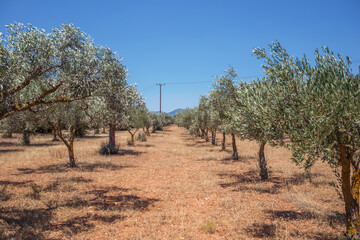 Olive tree plantation.