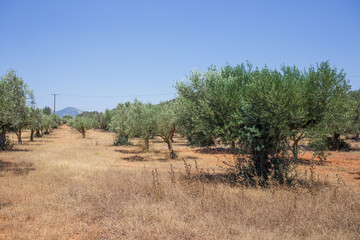 Fototapeta na wymiar Olive tree plantation.