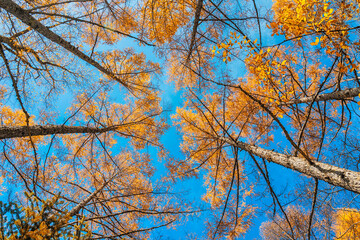 Looking up the pine trees in autumn forest with yellow and red leaves foliage