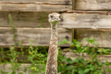 portrait of ostrich