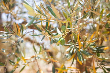Olive trees in a row. Plantation 
