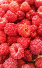 fresh harvested organic raspberries close up