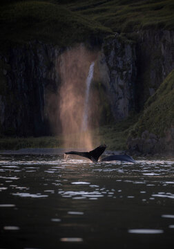 View of a whale's tail emerging from the sea over the waterfall of Makushin mountain, Unalaska, Alaska, United States.