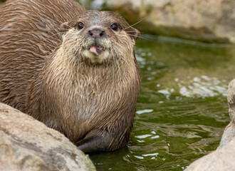 Asian short clawed otter eating fish