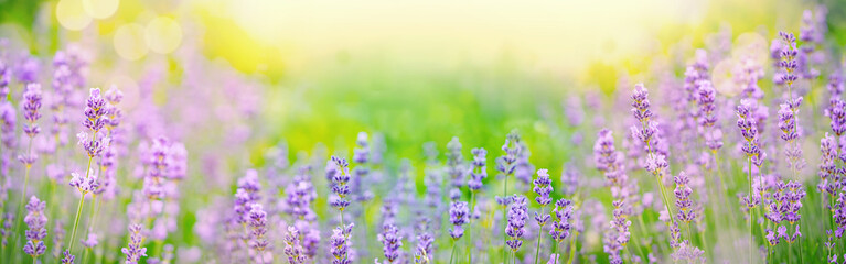 Violet fragrant lavender flowers.