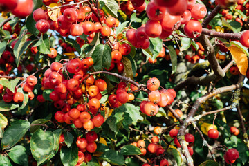 closeup of ripe decorative mini apple tree in autumn in a sunny day. Selective focus, copy space.