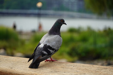pigeon in the park