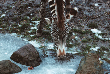 Zebra drinking water