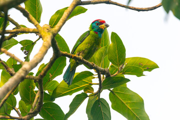 Blue-throated barbet