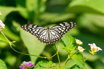 common mime