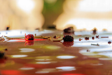 Ripe fruits of a mulberry tree lie on a red car roof
