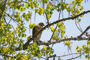 red shouldered hawk
