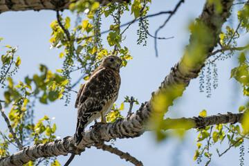red shouldered hawk